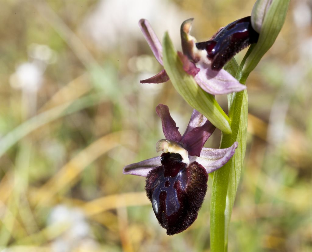 Ophrys murgiana